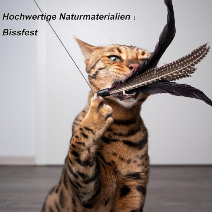 71is-383gHL._AC_SL1500.jpg 71is-383gHL._AC_SL1500.jpg